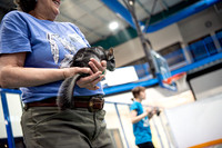 Animal Visit