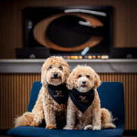 Dog Adoption