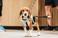 100723 // Hero Rescue Pet Adoption