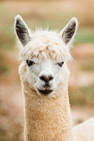 101623 // Alpaca Farm Field Trip