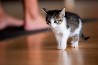 051924 /// Kitten Yoga