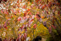 Leah Rhianne Photography